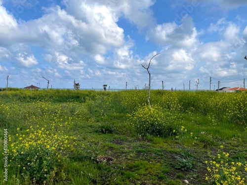 Watercolor style blue sky and rape field background material