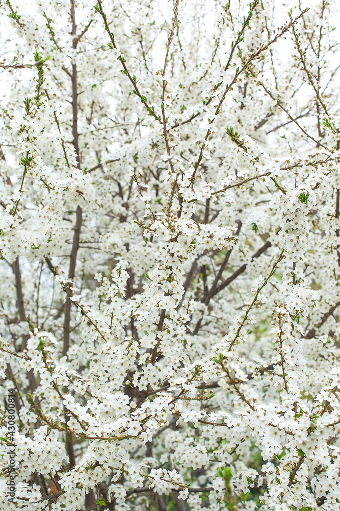 White blooming cherry tree. Natural close up photography. Spring theme. White blooming cherry tree. Natural close up photography. Spring theme.