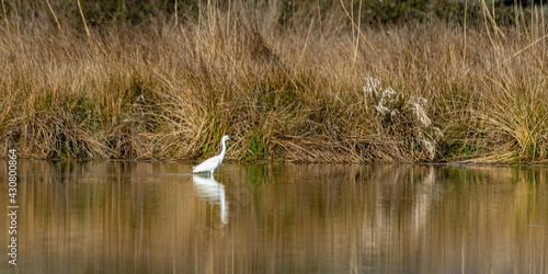 view of little egret on a lake © NAEPHOTO