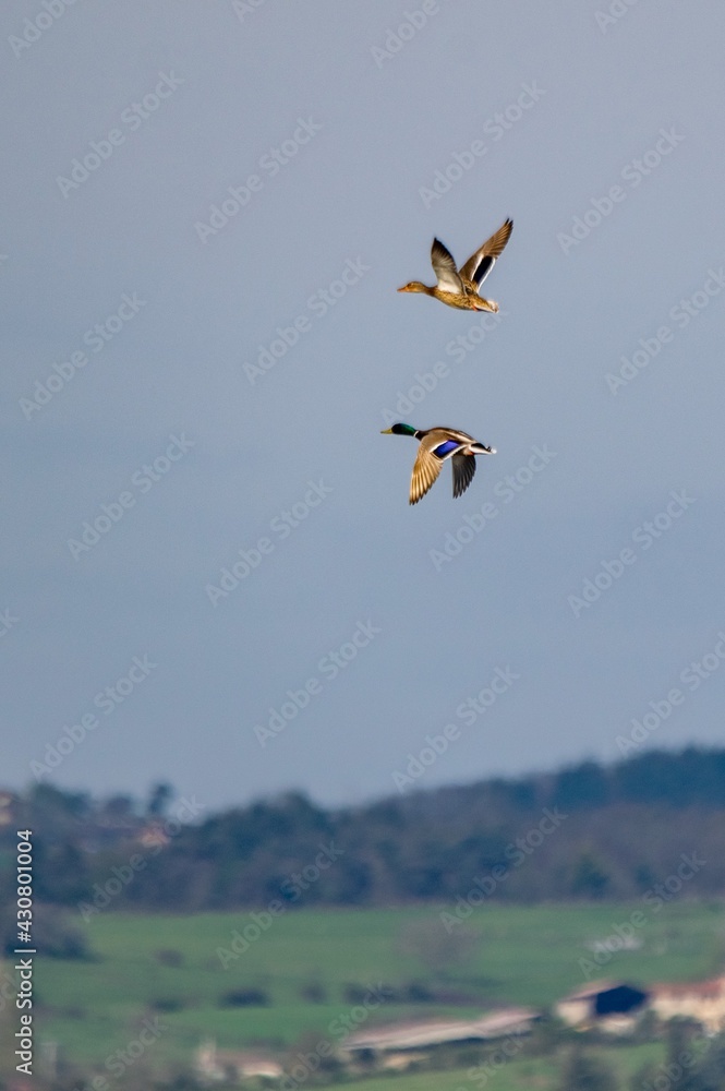 flight of mallard duck in the sky flight of mallard duck in the sky
