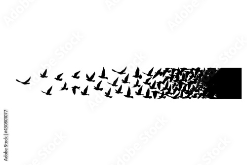 Flying birds silhouettes on white background. Vector illustration. isolated bird flying. tattoo design.