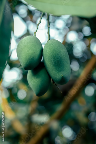 green mango on the tree in blur background (selective focus)