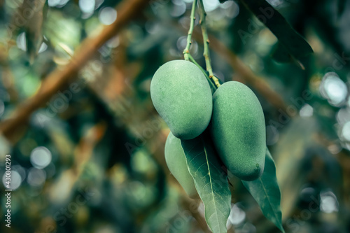 close up of a bunch of green mango in the garden (selective focus)