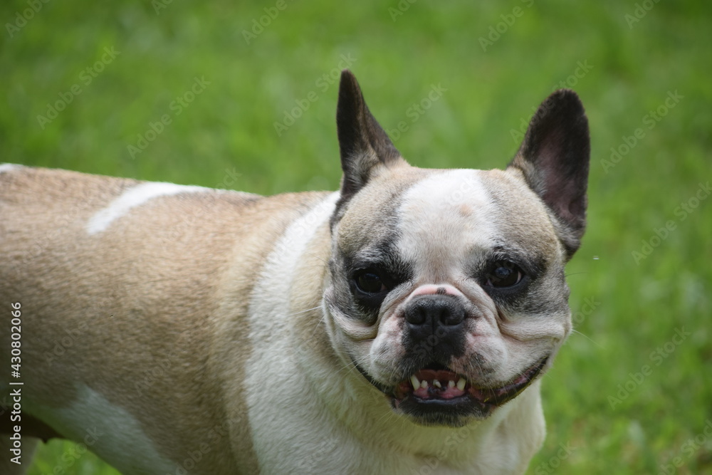 french bulldog puppy french bulldog puppy