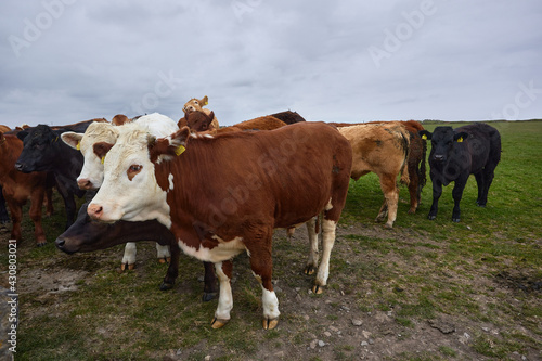 group of cows grazing in green meadow with copy space.