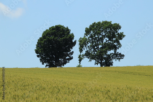 three trees