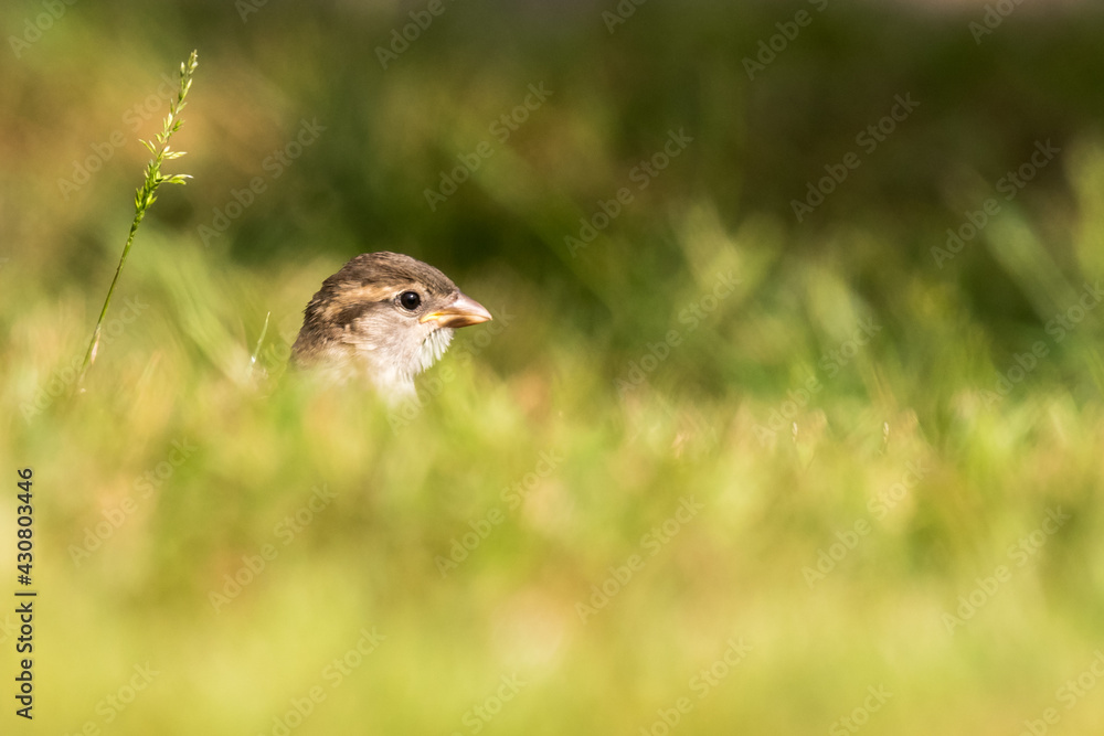 Female house sparrow sits in green gras Female house sparrow sits in green gras