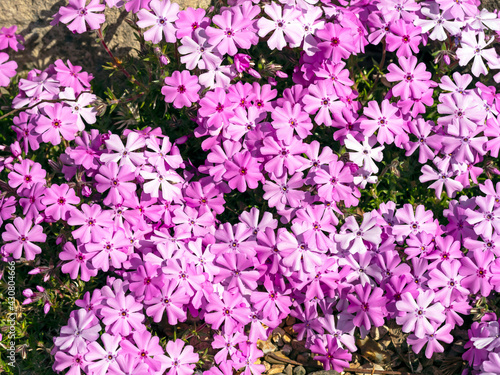 Fototapeta Naklejka Na Ścianę i Meble -  Pink creeping phlox flowerng in a rock garden