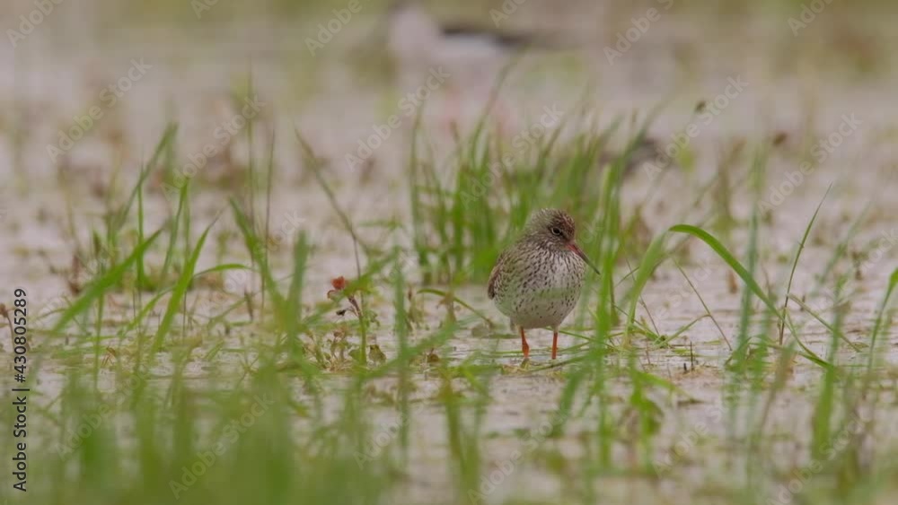 Common Redshank - Tringa totanus in the water pond Common Redshank - Tringa totanus in the water pond