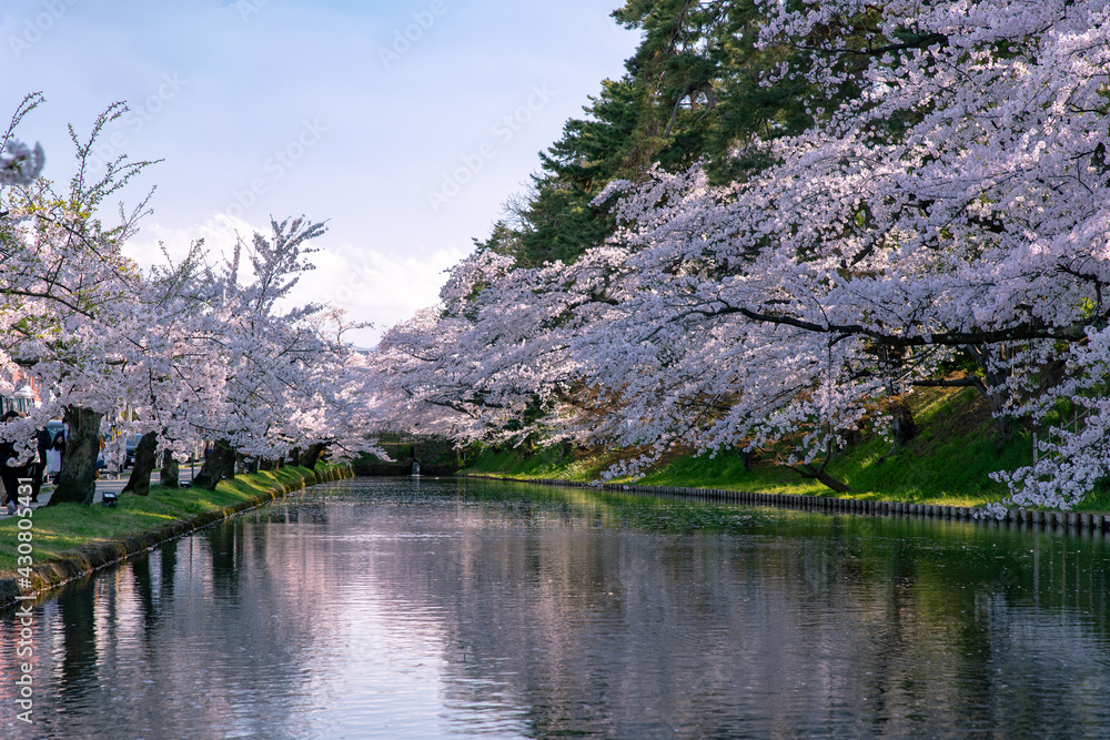 弘前市　弘前公園の満開の桜