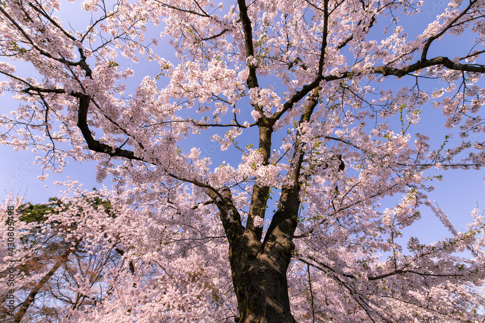 弘前市 弘前公園の満開の桜 弘前市 弘前公園の満開の桜