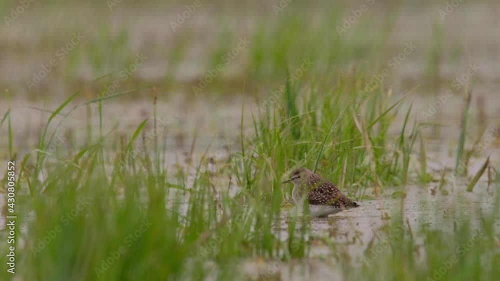 Wood Sandpiper - Tringa glareola small wader in the lake Wood Sandpiper - Tringa glareola small wader in the lake