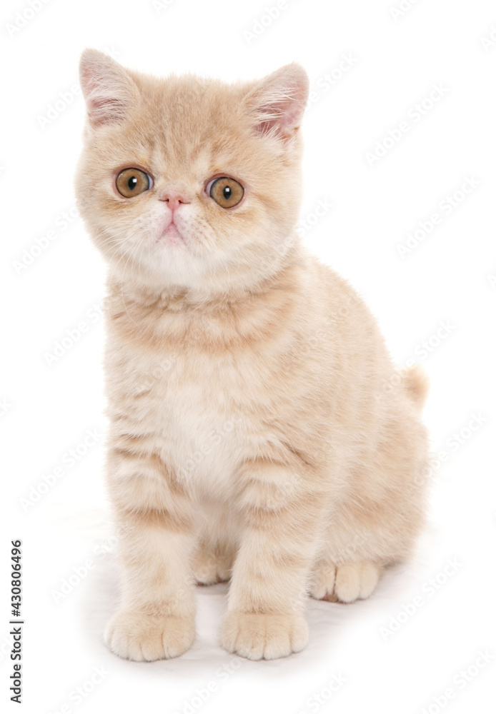 Cream exotic shorthair kitten