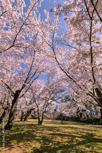 弘前市 弘前公園の満開の桜