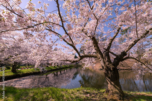 弘前市　弘前公園の満開の桜