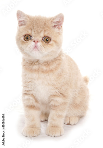 Cream exotic shorthair kitten