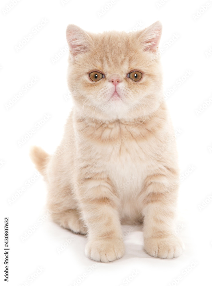 cream exotic shorthair kitten