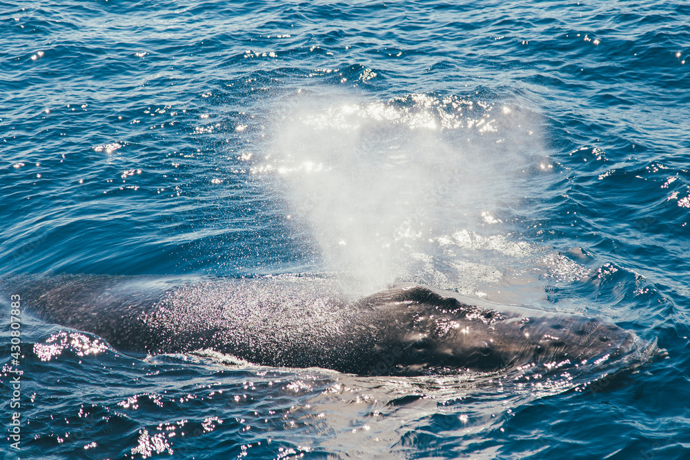 Obraz premium Humpback whale in the Atlantic Ocean