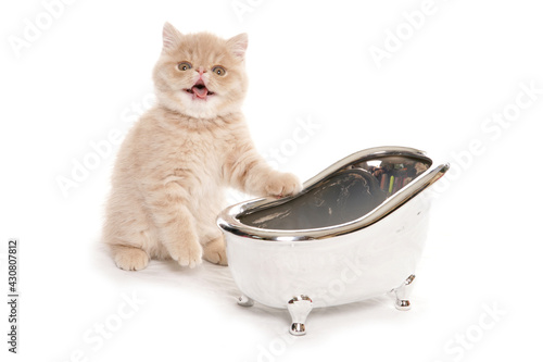 exotic kitten with a small silver bath