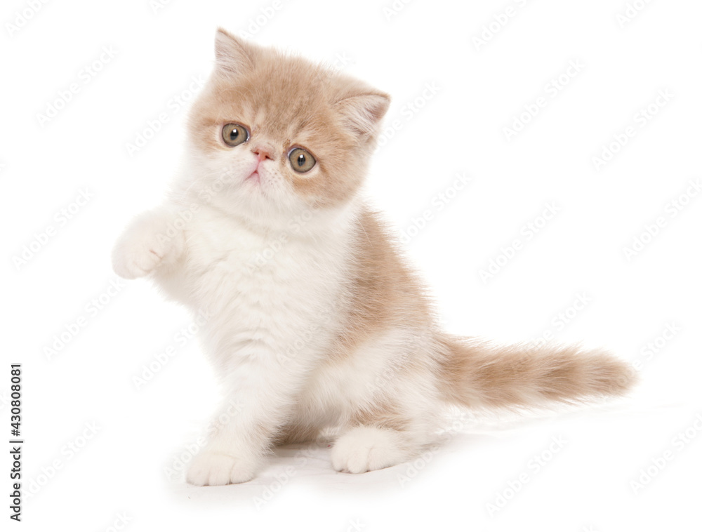 cream and white exotic shorthair kitten