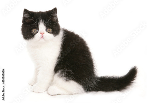 Fotografía black and white exotic shorthair kitten