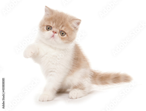 Fotografie cream and white exotic shorthair kitten