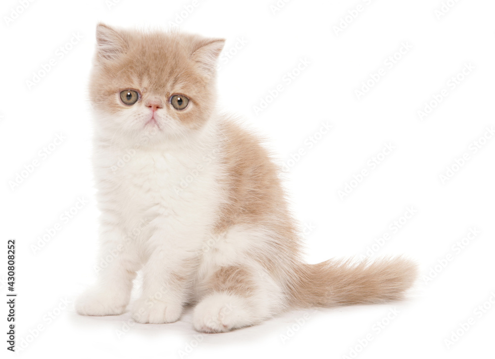 cream and white exotic shorthair kitten