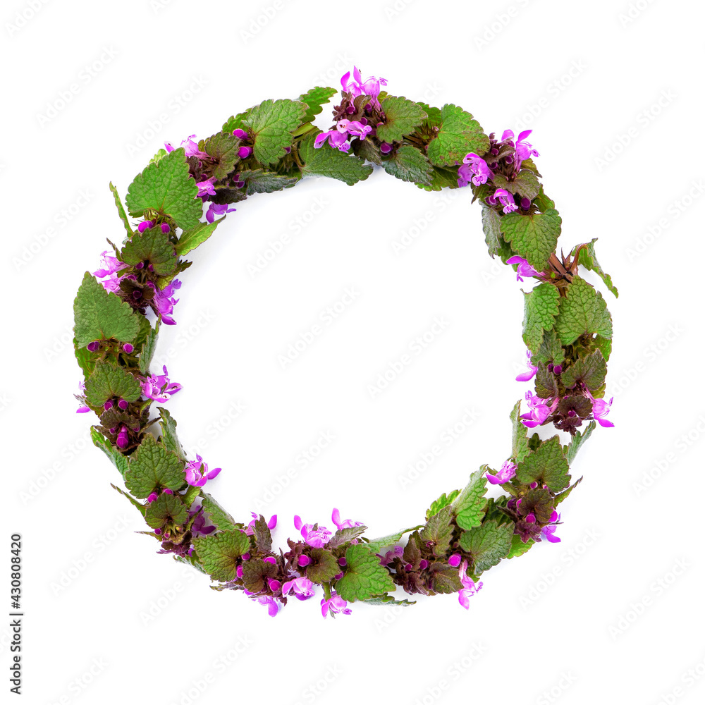 isolated frame of spring field plants with pink flowers in a round shape on a white background isolated frame of spring field plants with pink flowers in a round shape on a white background