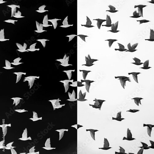 Gespiegelter Vogelschwarm Stare in negativ und positiv Entwicklung