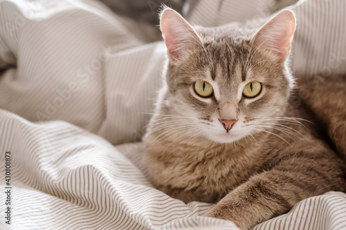 A domestic striped gray cat lie on the bed. The cat in the home interior.