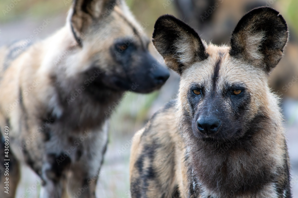 African Wild Dogs African Wild Dogs