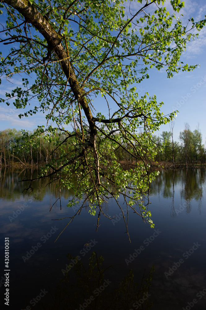 branch of a tree with green foliage hangs above the water surface in the river on a sunny morning. branch of a tree with green foliage hangs above the water surface in the river on a sunny morning.