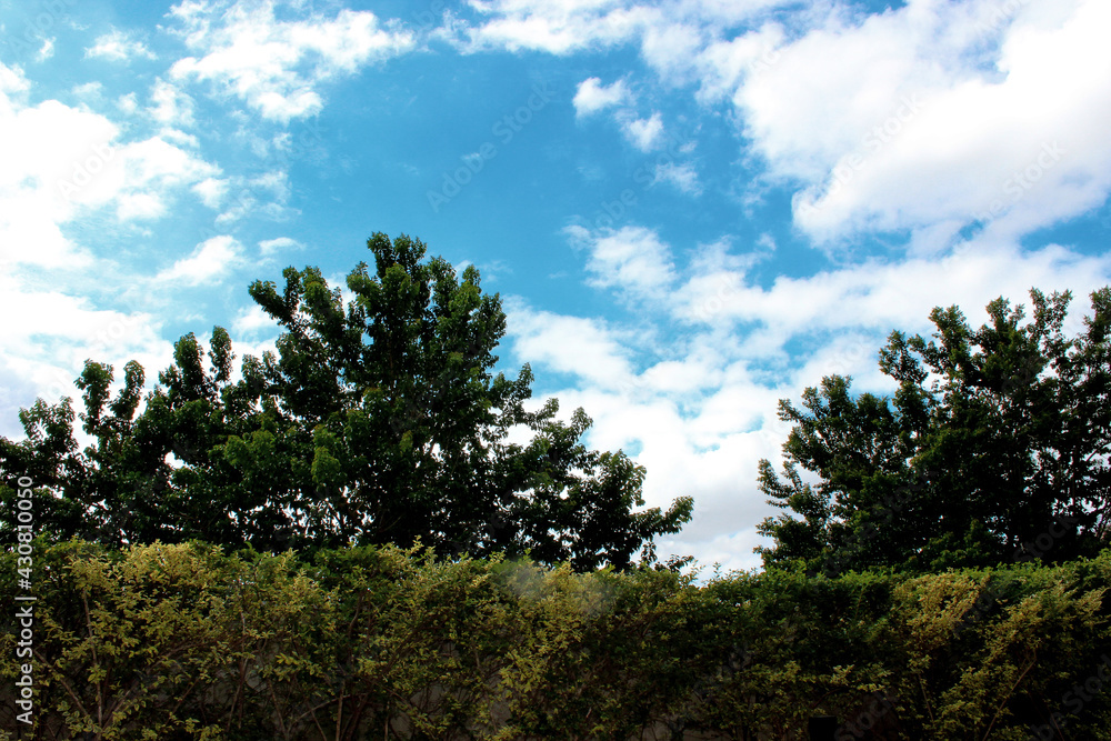 Interplay of elements of nature on a sunny day