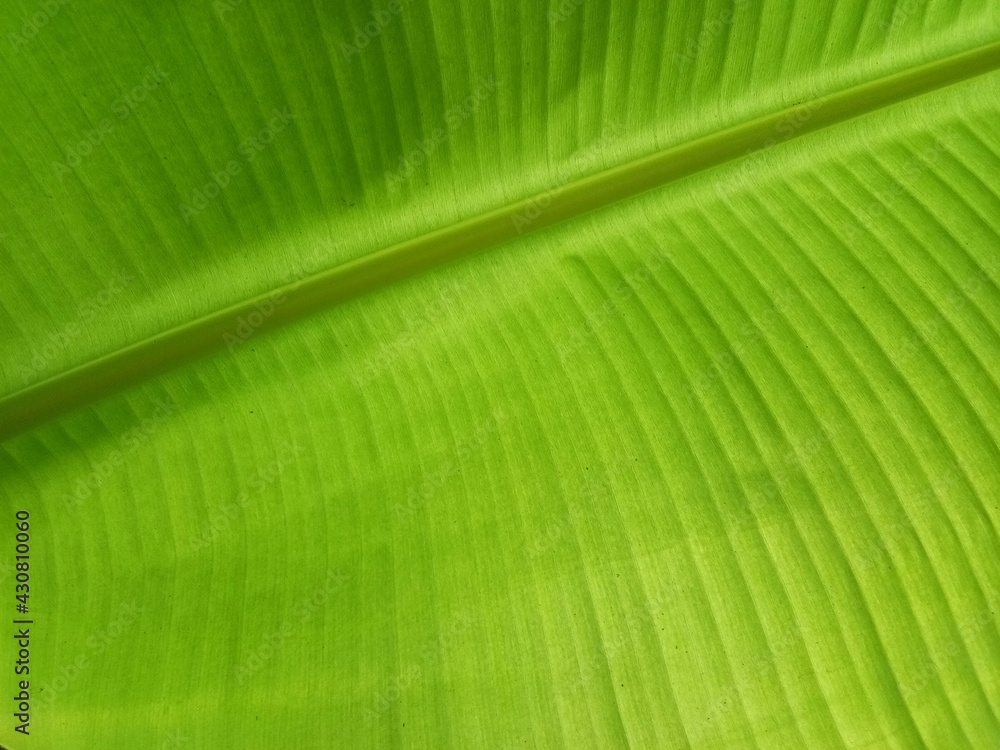 Banana leaf texture background in the green style