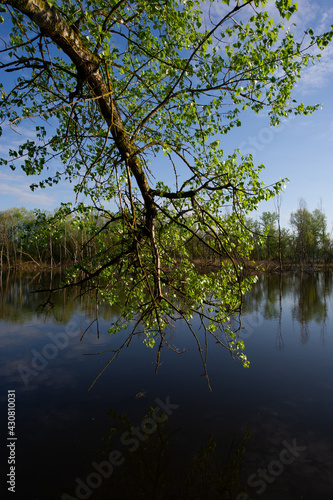 branch of a tree with green foliage hangs above the water surface in the river on a sunny morning.