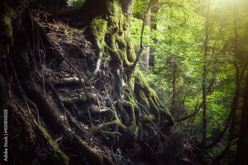 Steiler Hang im Wald mit vielen, offenliegenden Baumwurzeln