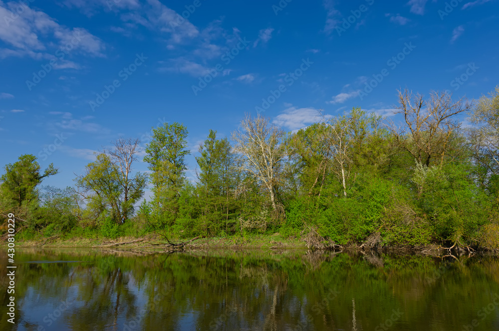 Deciduous forest on the bank and deep river Psel in the morning, landscape in the countryside.
