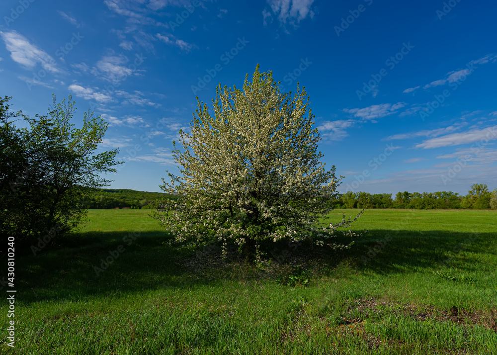 Blooming apple tree in the meadow on a sunny day. Blooming apple tree in the meadow on a sunny day.