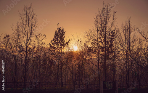 夕日と冬の林