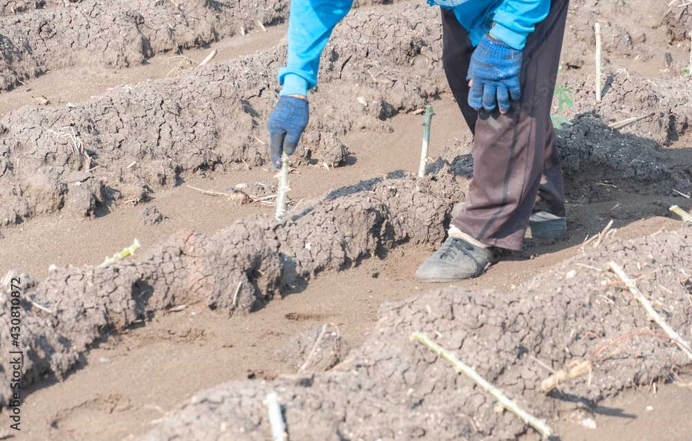 Farmers are planting cassava.Cassava planting area of Thai farmers. Farmers are planting cassava.Cassava planting area of Thai farmers.