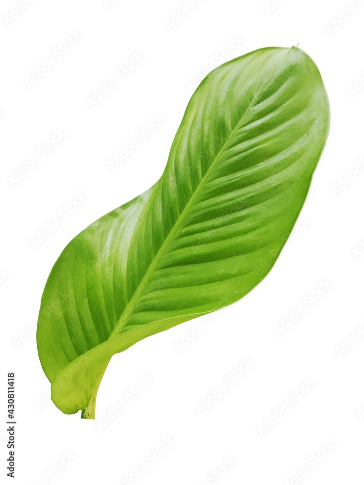 Obraz premium leaf lettuce