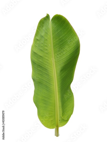 green leaf isolated on white