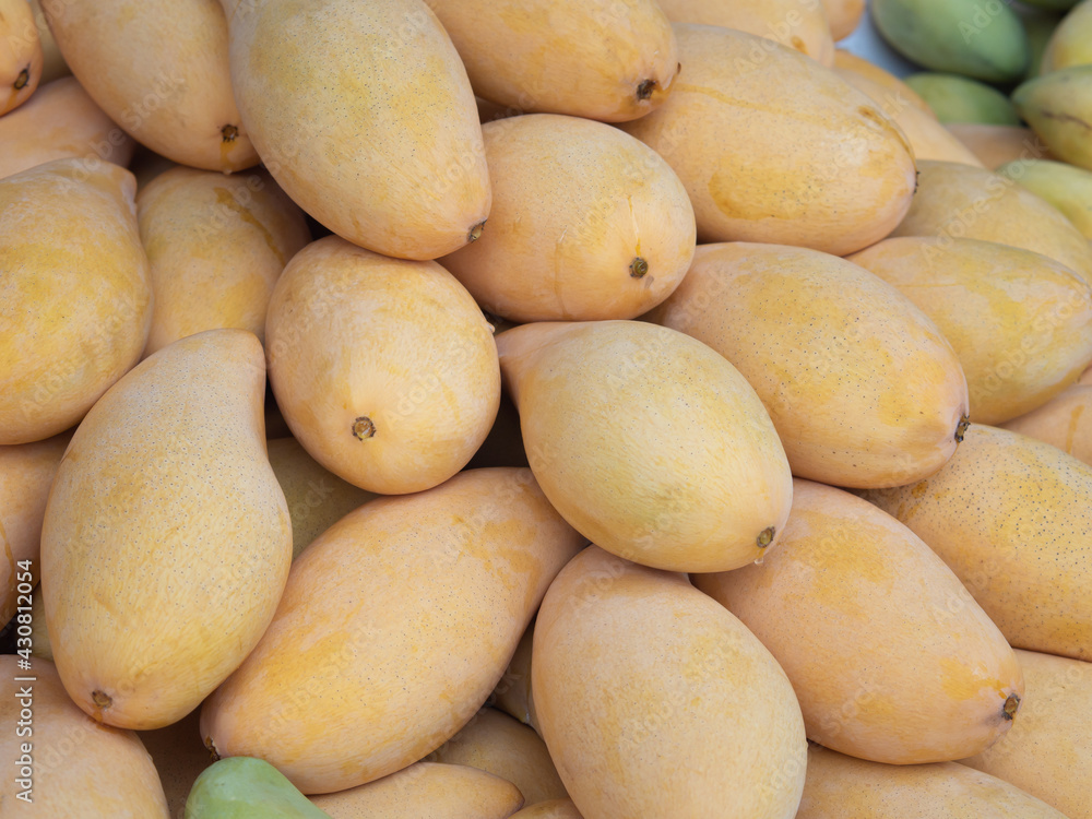 Fresh yellow mangoes from the farm are ready for sale. Fresh yellow mangoes from the farm are ready for sale.