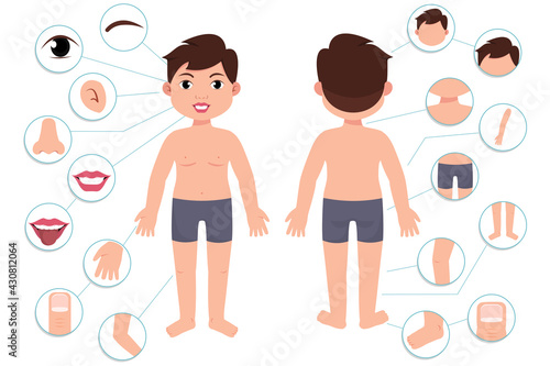 Parts of the body. Boy body front view and rear view. Vector illustration of Human Body. 