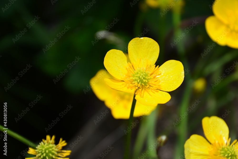 自然の草花たち 自然の草花たち