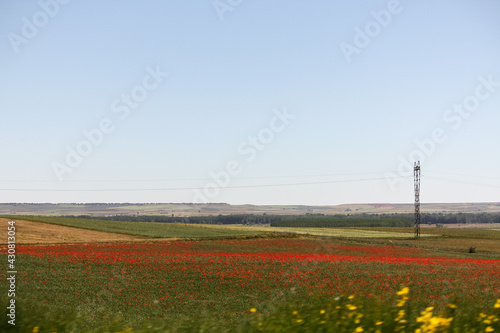 Field of poppies, Southern France