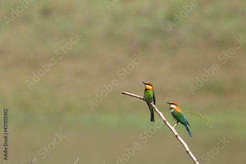 Chestnut Bee-eater during breeding seasaon at Khaoyai National Park of Thailand. These photos were taken during April 15-17,2021.