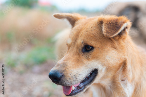 portrait of happy young brown dog at outdoor and looking some thing.