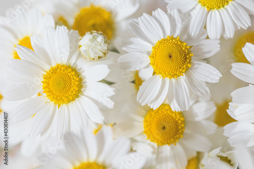 Bouquet of camomile flowers close up. Nature concept background Top view. Selective focus