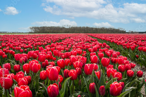 Photography Beautiful tulip fields with brightly colored tulips on the farmland in the North
